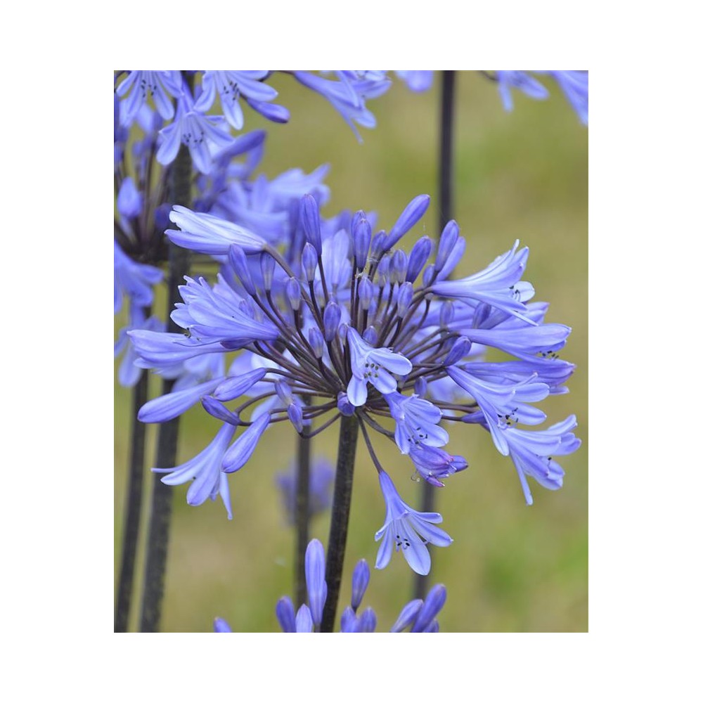 AGAPANTHUS x Graphite Blue®