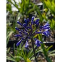 AGAPANTHUS Black Buddhist®