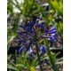 AGAPANTHUS Black Buddhist®