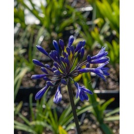 AGAPANTHUS Black Buddhist®