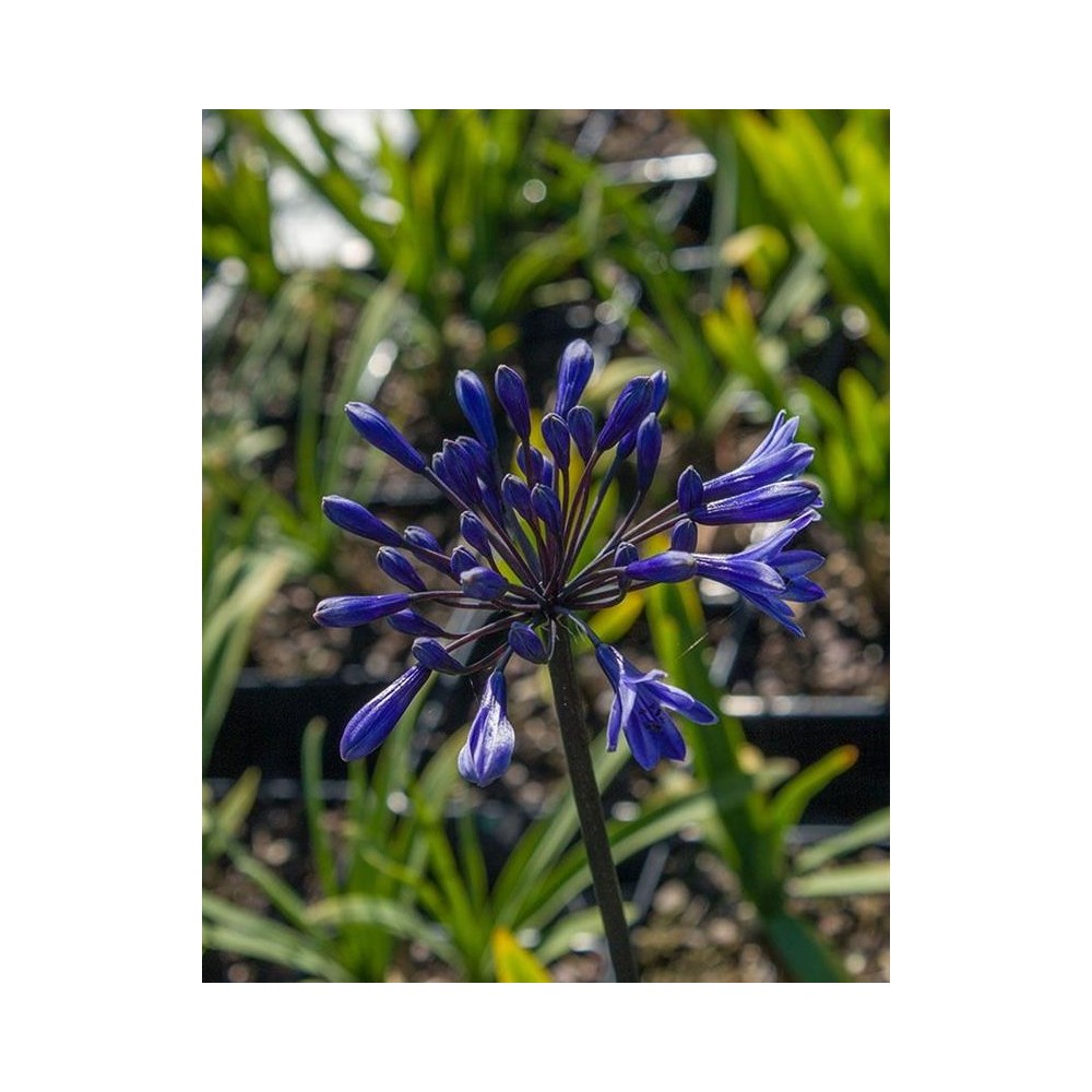 AGAPANTHUS Black Buddhist®