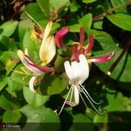 LONICERA japonica Chinensis