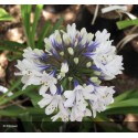 AGAPANTHUS Enigma