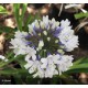 AGAPANTHUS Enigma