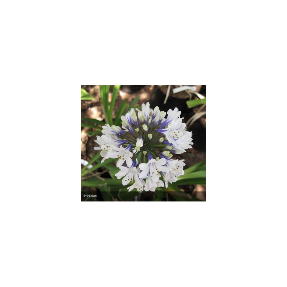 AGAPANTHUS Enigma