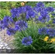 AGAPANTHUS Navy Blue