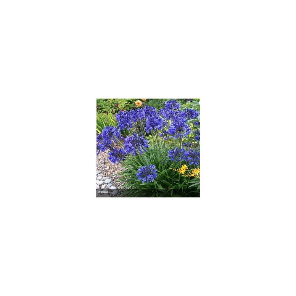 AGAPANTHUS Navy Blue