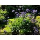 AGAPANTHUS Navy Blue