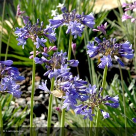 AGAPANTHUS x Peter Pan