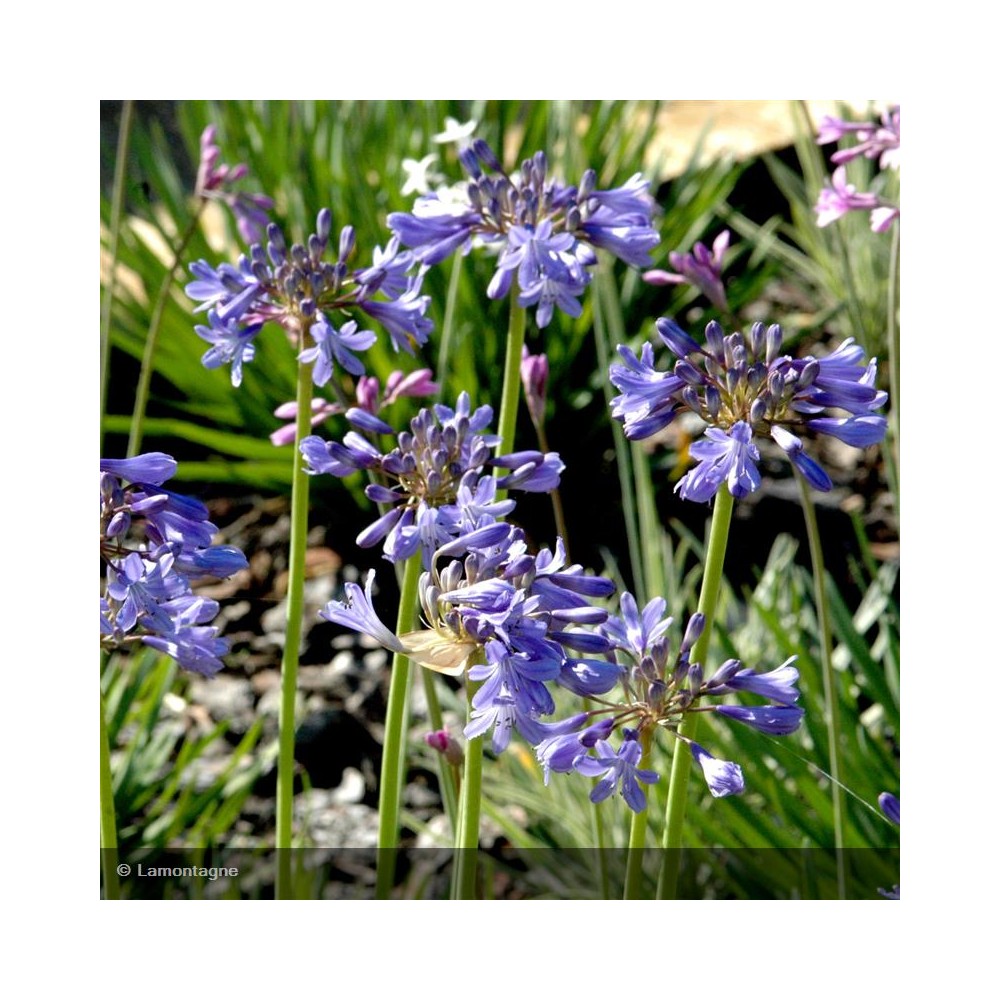 AGAPANTHUS x Peter Pan