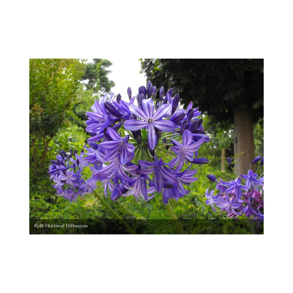 AGAPANTHUS Pretty heidy®