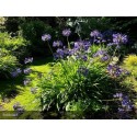 AGAPANTHUS Puple cloud©