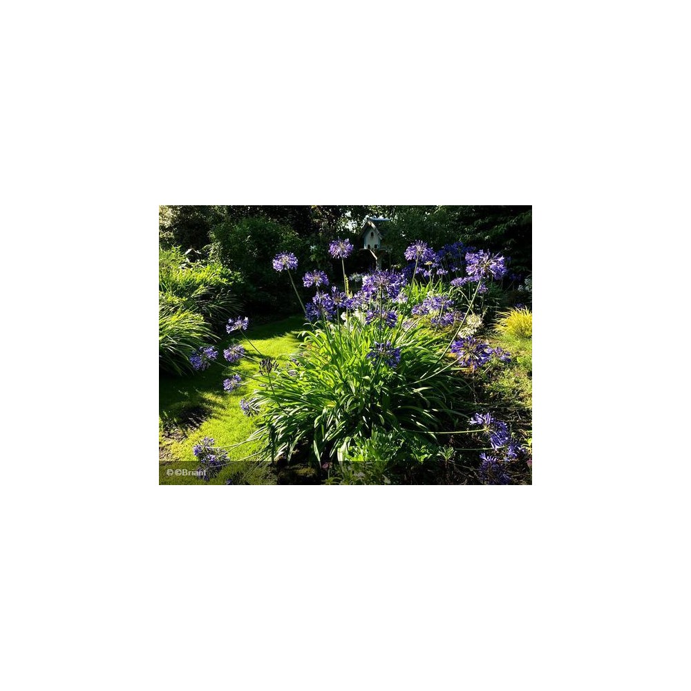 AGAPANTHUS Puple cloud©