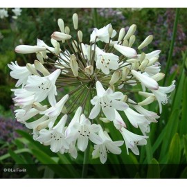 AGAPANTHUS x Polar ice©