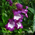 PENSTEMON x Gloire des 4 rues