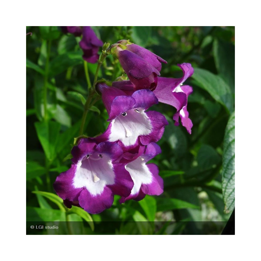 PENSTEMON x Gloire des 4 rues