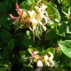 LONICERA japonica Chinensis