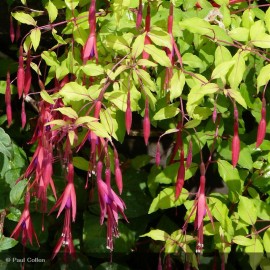 FUCHSIA magellanica Genii