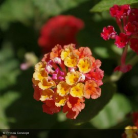 LANTANA camara