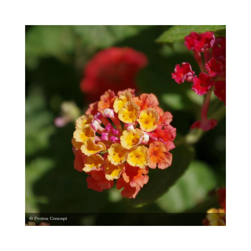 LANTANA camara