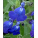 SALVIA jamensis Bleu armor