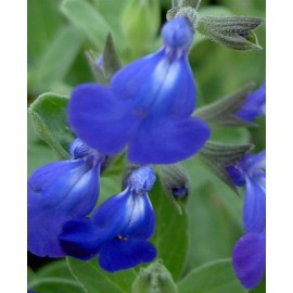 SALVIA jamensis Bleu armor