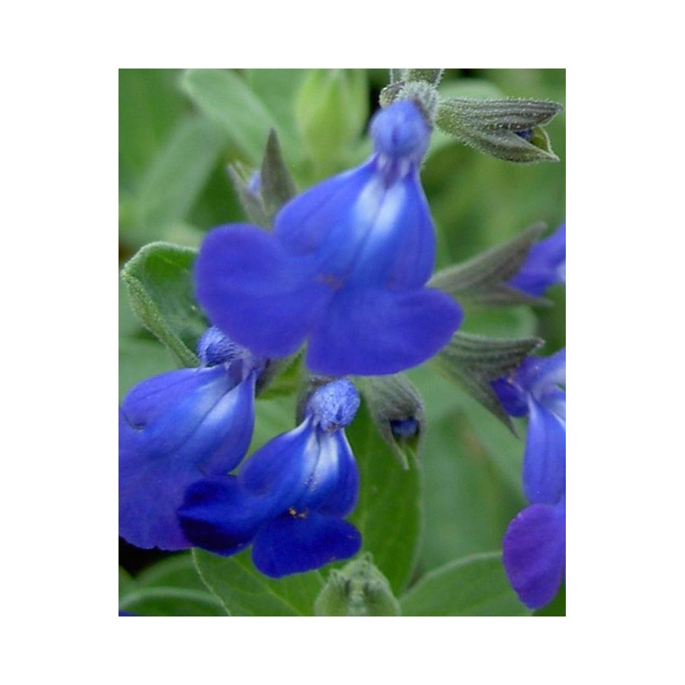 SALVIA jamensis Bleu armor