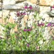 SALVIA jamensis Violette de loire®