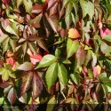 PARTHENOCISSUS quinquefolia