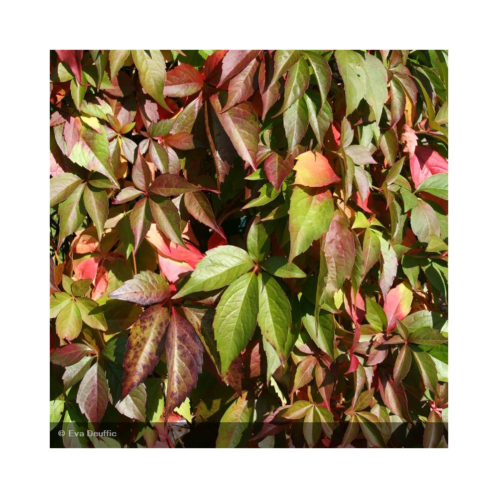 PARTHENOCISSUS quinquefolia