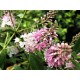 HEBE Nicola's Blush