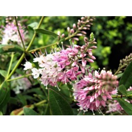 HEBE Nicola's Blush