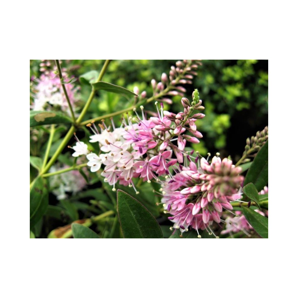 HEBE Nicola's Blush