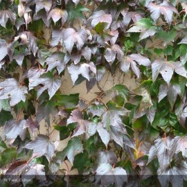 PARTHENOCISSUS tricuspidata Veitchii Robusta