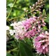 HEBE Nicola's Blush
