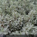 HEBE pimeloides