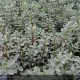 HEBE pimeloides