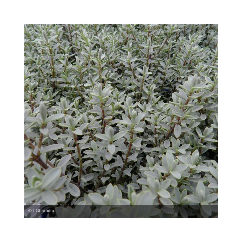 HEBE pimeloides