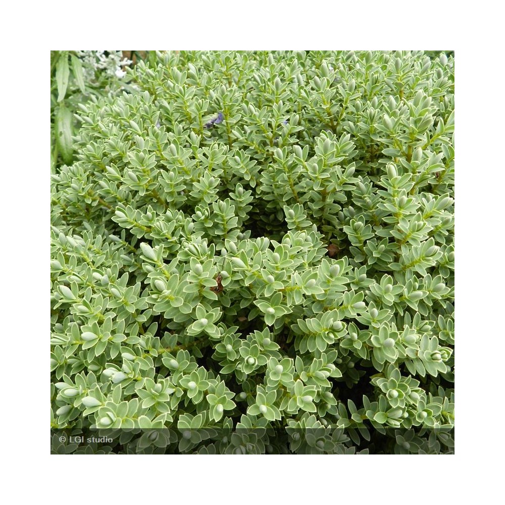 HEBE pinguifolia Pagei