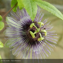 PASSIFLORA caerulea