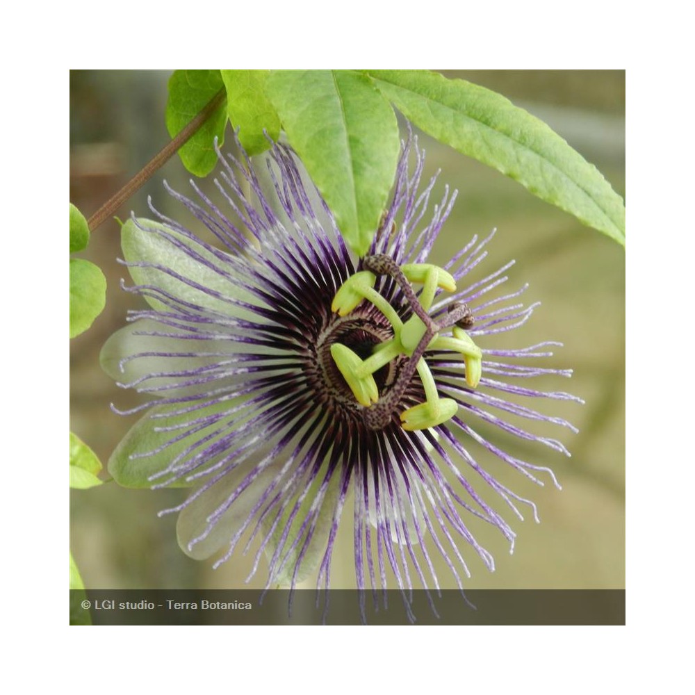 PASSIFLORA caerulea