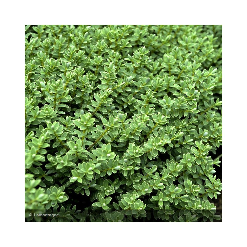 HEBE pinguifolia Sutherlandii