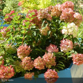 HYDRANGEA Paniculata Diamant rouge®