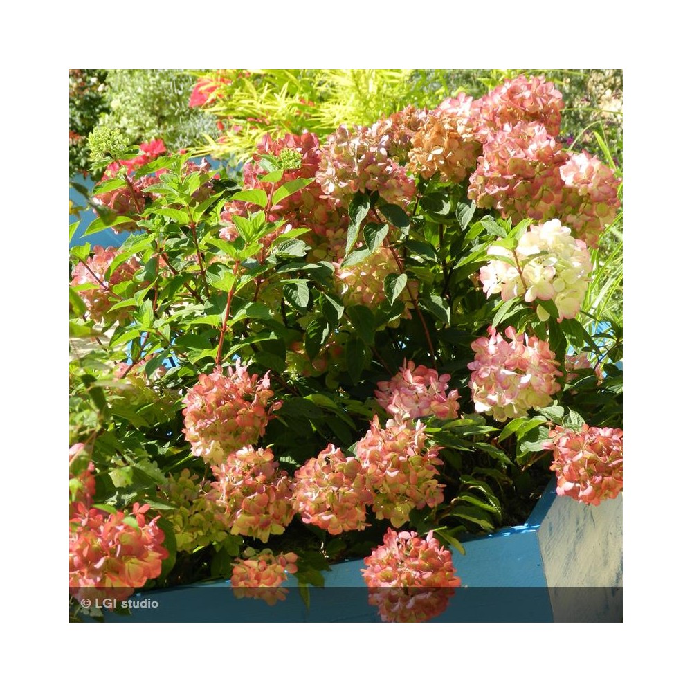 HYDRANGEA Paniculata Diamant rouge®