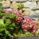 HYDRANGEA Paniculata Diamant rouge®