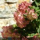 HYDRANGEA Paniculata Diamant rouge®