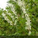 POLYGONUM aubertii