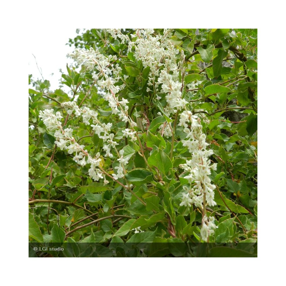 POLYGONUM aubertii