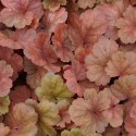 HEUCHERA Chery Cola®