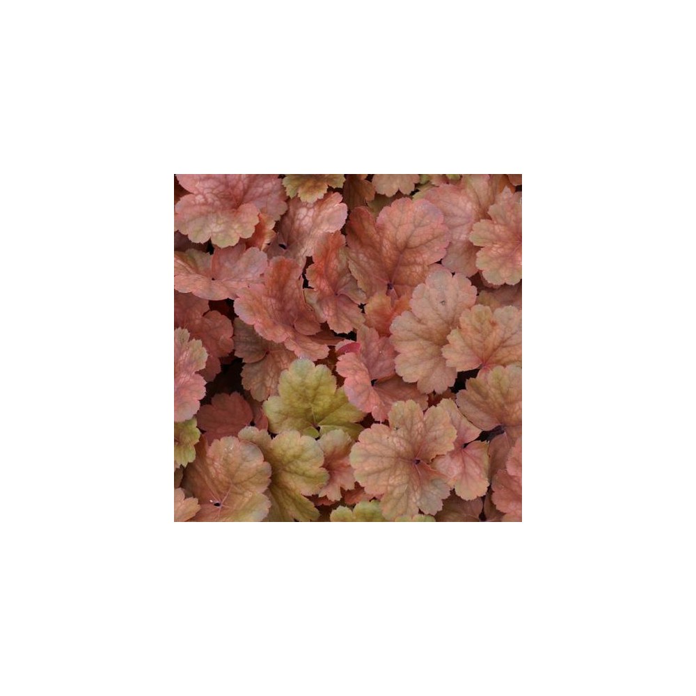 HEUCHERA Chery Cola®